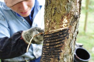 Urushi lacquer collection by a collector. At Daigo Ibaragi-pref. Japan.壱木呂の会の奥久慈での漆の採取。