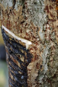 Fresh urushi sap lacquer coming out from Japanese urushi tree. 日本の漆の木からの漆が流れ出てくる様子。
